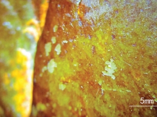 How Much is Hetian Jade Worth Today? | Incolor Magazine | No 47