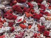 ICA|GemLab – Describing the color of the precious coral, Corallium rubrum
