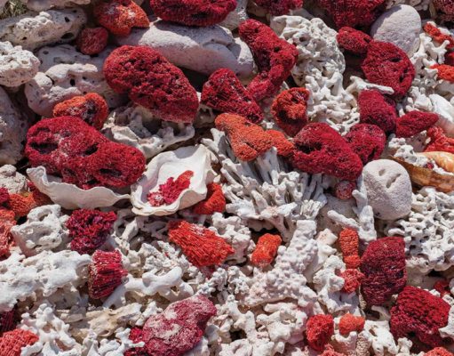 ICA|GemLab – Describing the color of the precious coral, Corallium rubrum