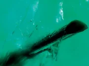 Determination of Emerald Origin Through the Identification of Solid Inclusions Tourmaline inclusion in an emerald from Zambia (Kafubu), (FOV - 1.483 mm).