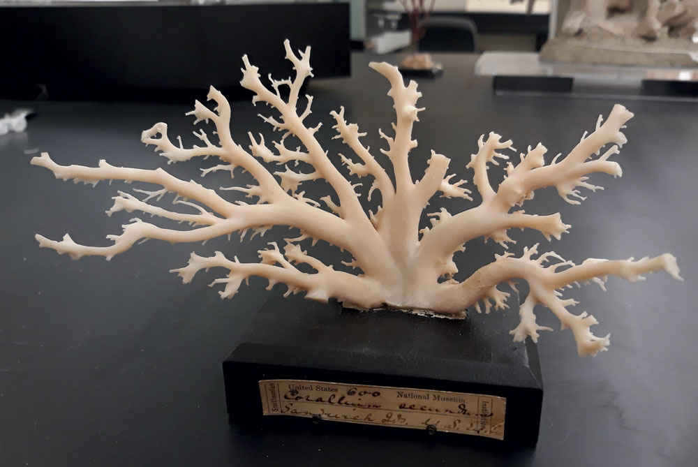The holotype of the Pleurocorallium secundum reference sample at the dry coral collection of the Smithsonian National Museum of Natural History in Washington, D.C. (Photo: Bertalan Lendvay)