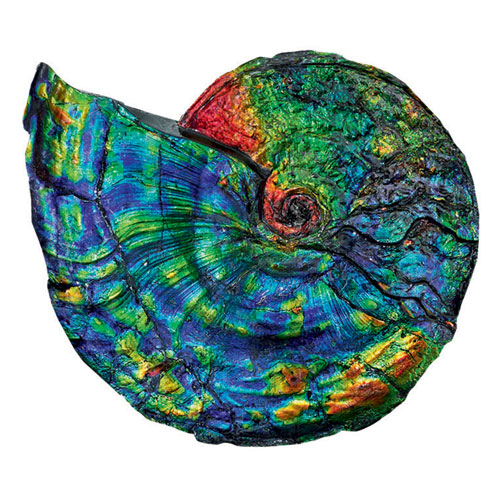 Iridescent Ammonite.