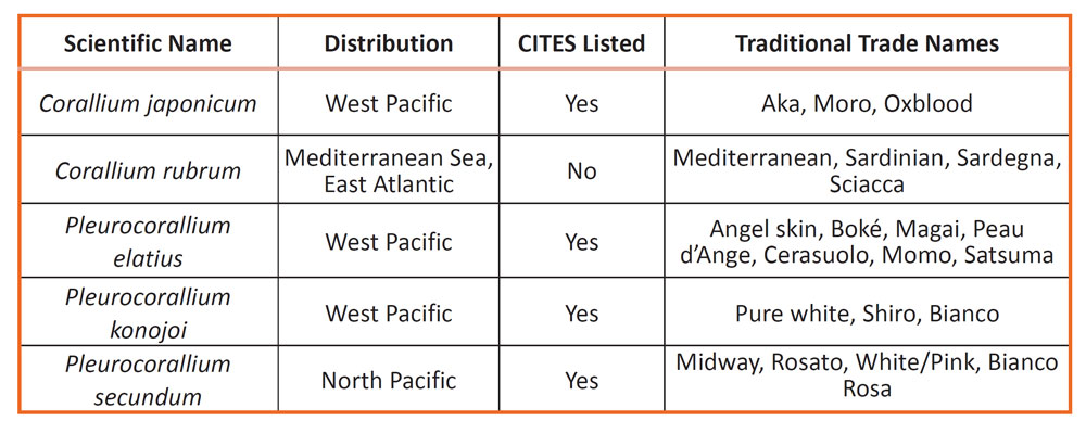 Table 1: Simplified precious coral description table (based on CIBJO, 2024).
